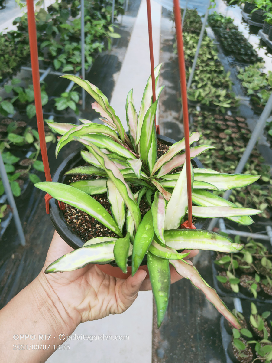 HOYA-WAYETII-VARIEGATA.JPG