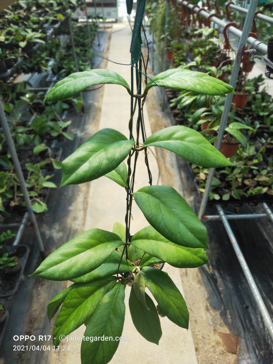 HOYA-VITELLINOIDES.JPG