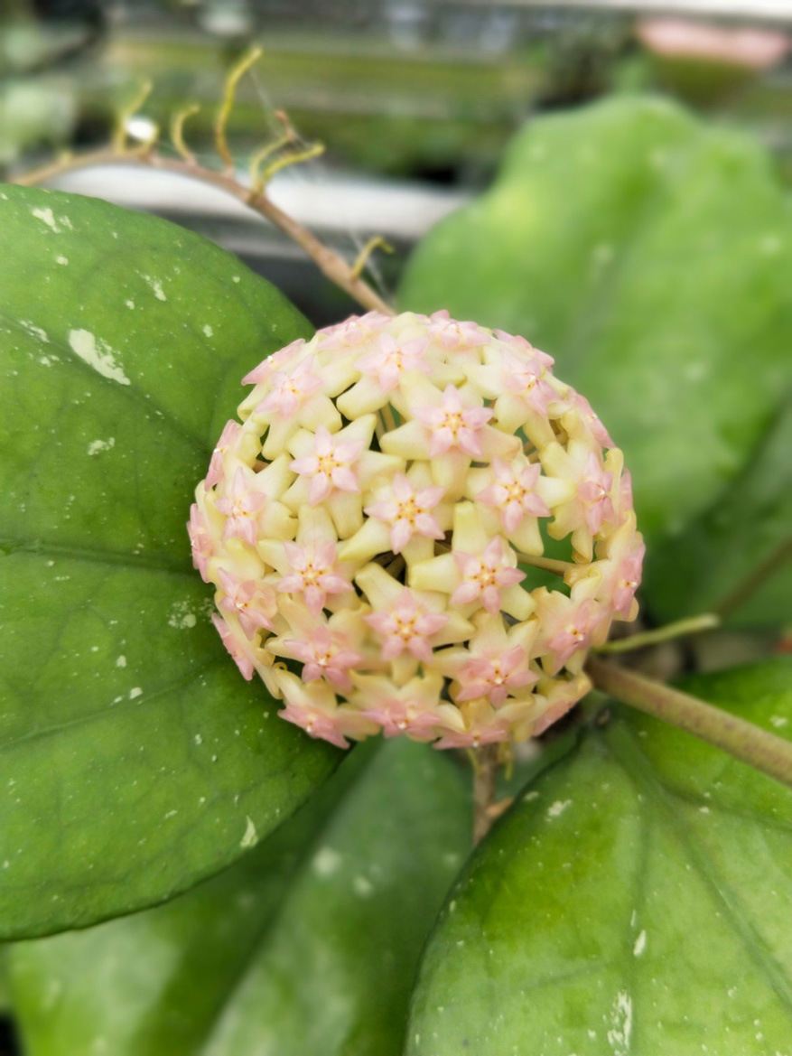HOYA-VITELLINA-SPLASH.JPG