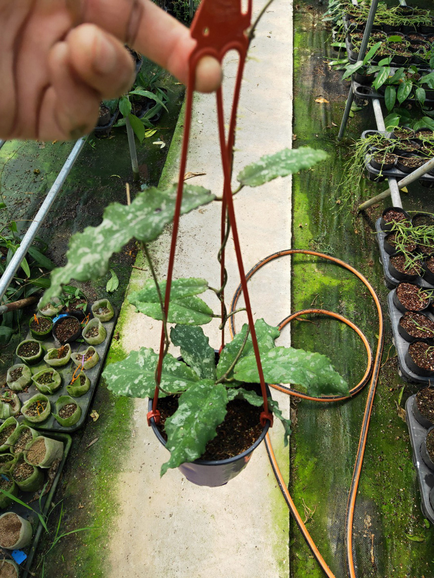 HOYA-UNDULATA.JPG