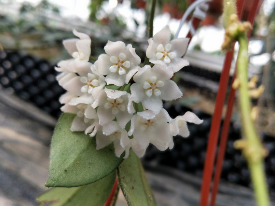 HOYA-THOMSONII.JPG