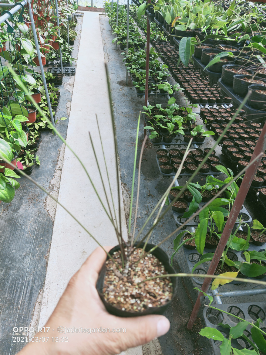 HOYA-SPARTIOIDES.JPG