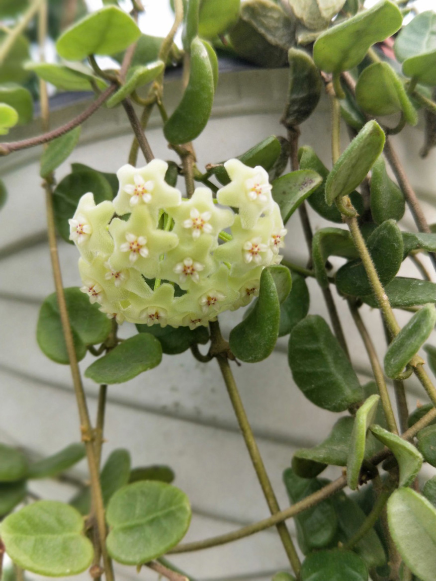 HOYA-SP.-TENGCHONG.JPG