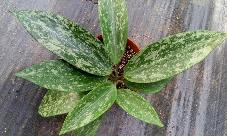 HOYA-SP.-RANGSAN.JPG