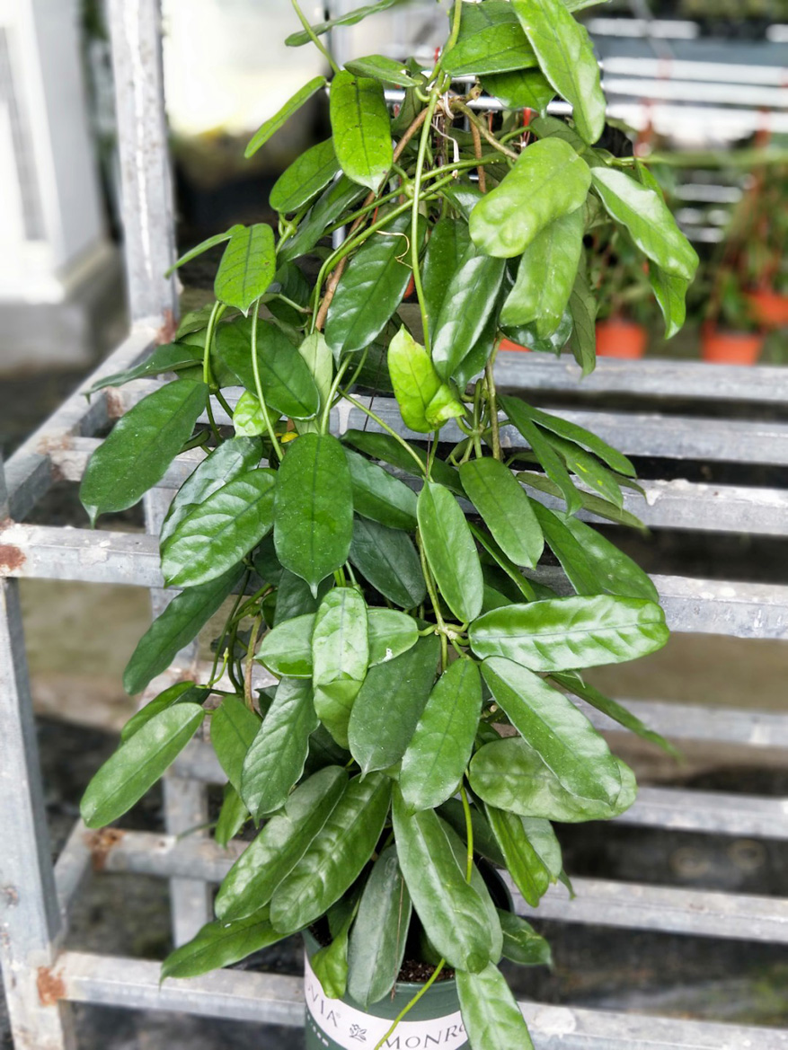 HOYA-SP.-MOTUO.JPG