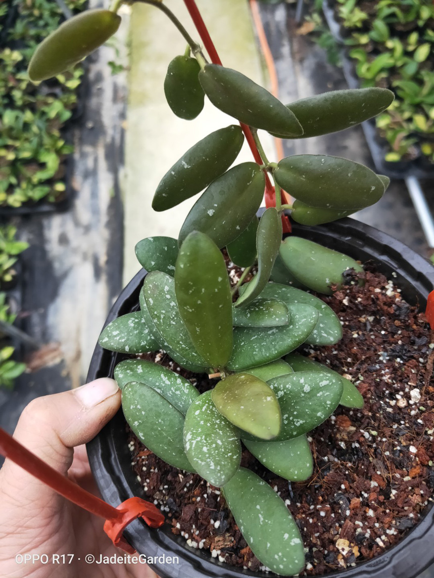 HOYA-SP.-628-GPS7240.JPG