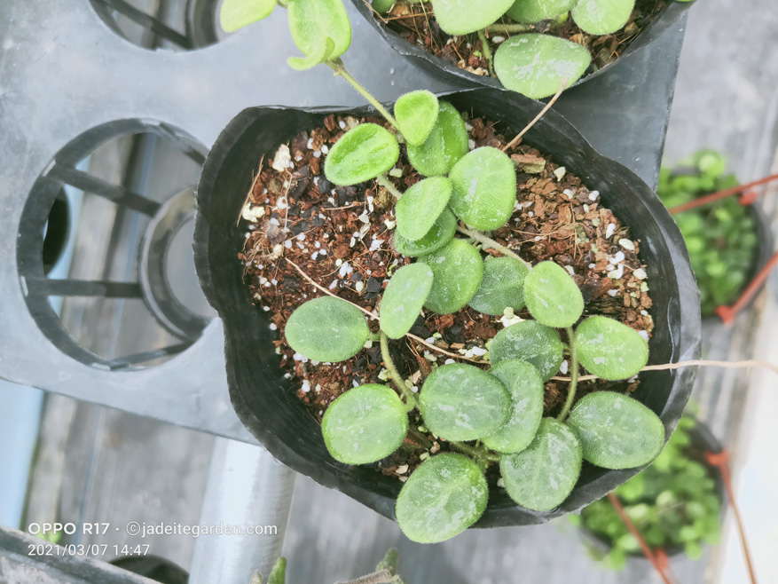 HOYA-SERPENS-SSP.-PINK.JPG