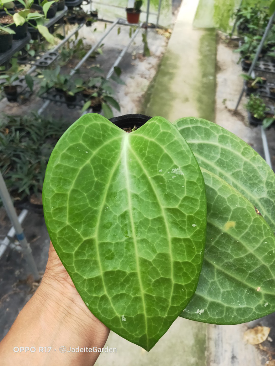 HOYA-POLYSTACHYA.JPG