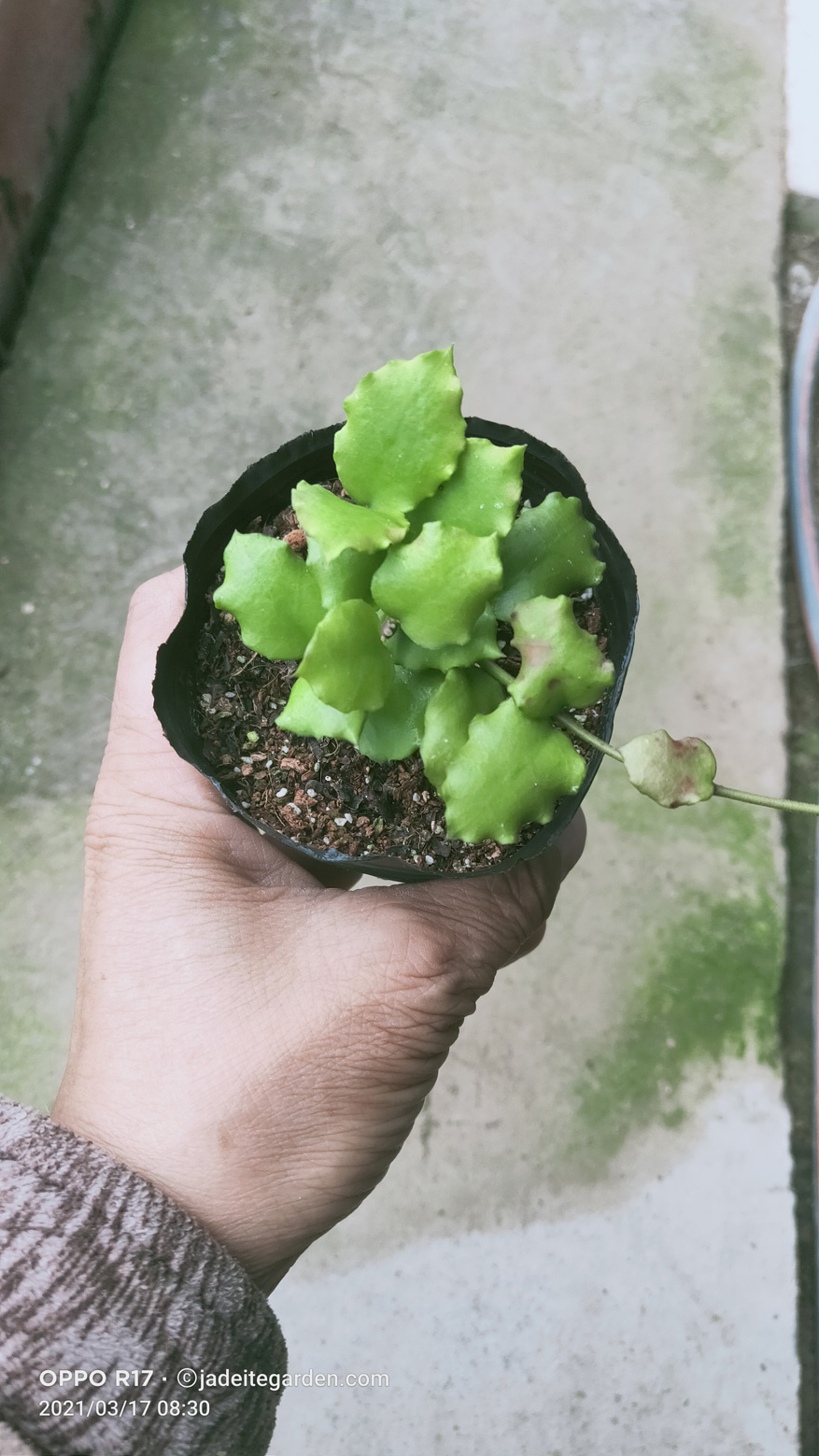 HOYA-ENDAUENSIS.JPG