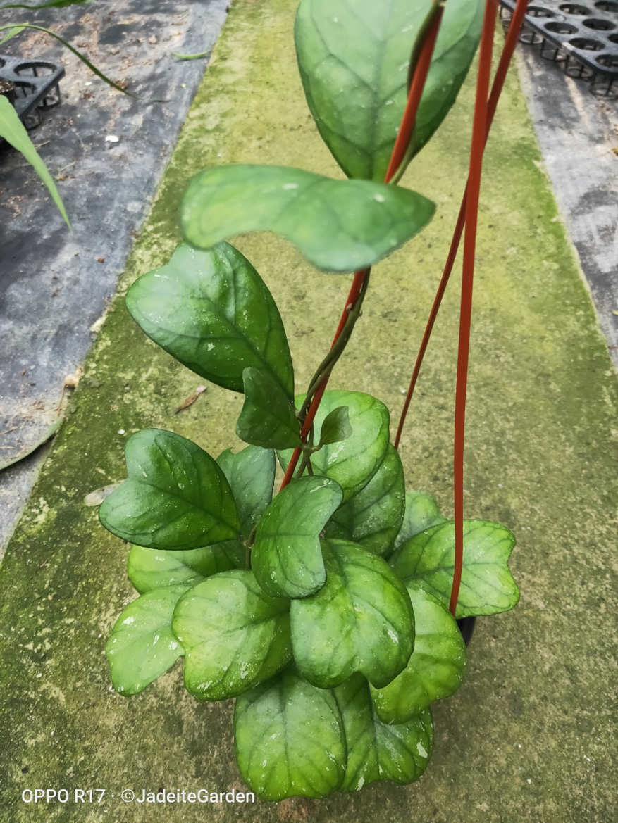 HOYA-DEYKEAEDEYKEI.JPG