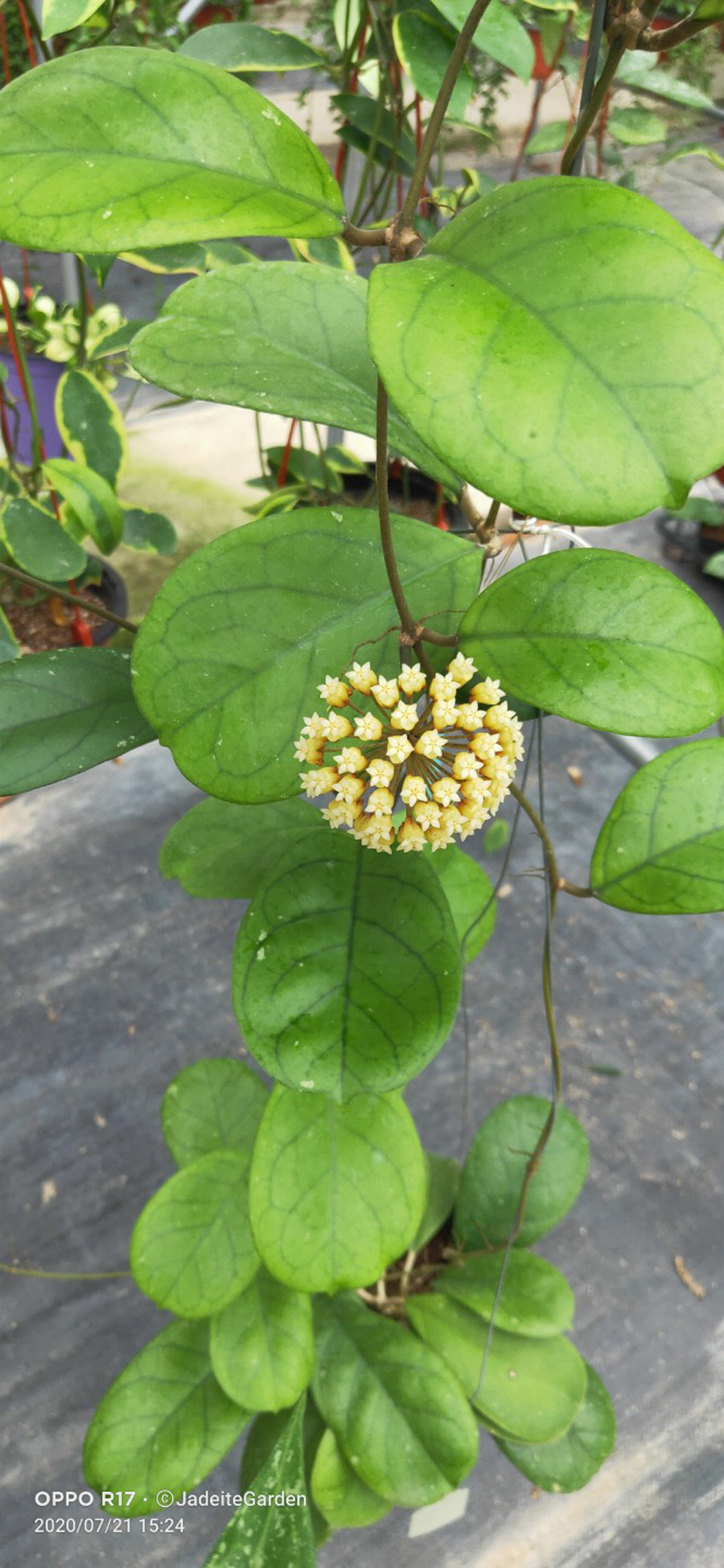 HOYA-CV.-VIOLA.JPG