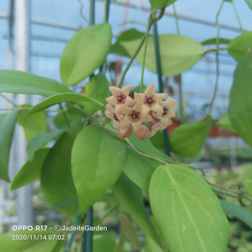 HOYA-CUTIS-PORCELANA.JPG