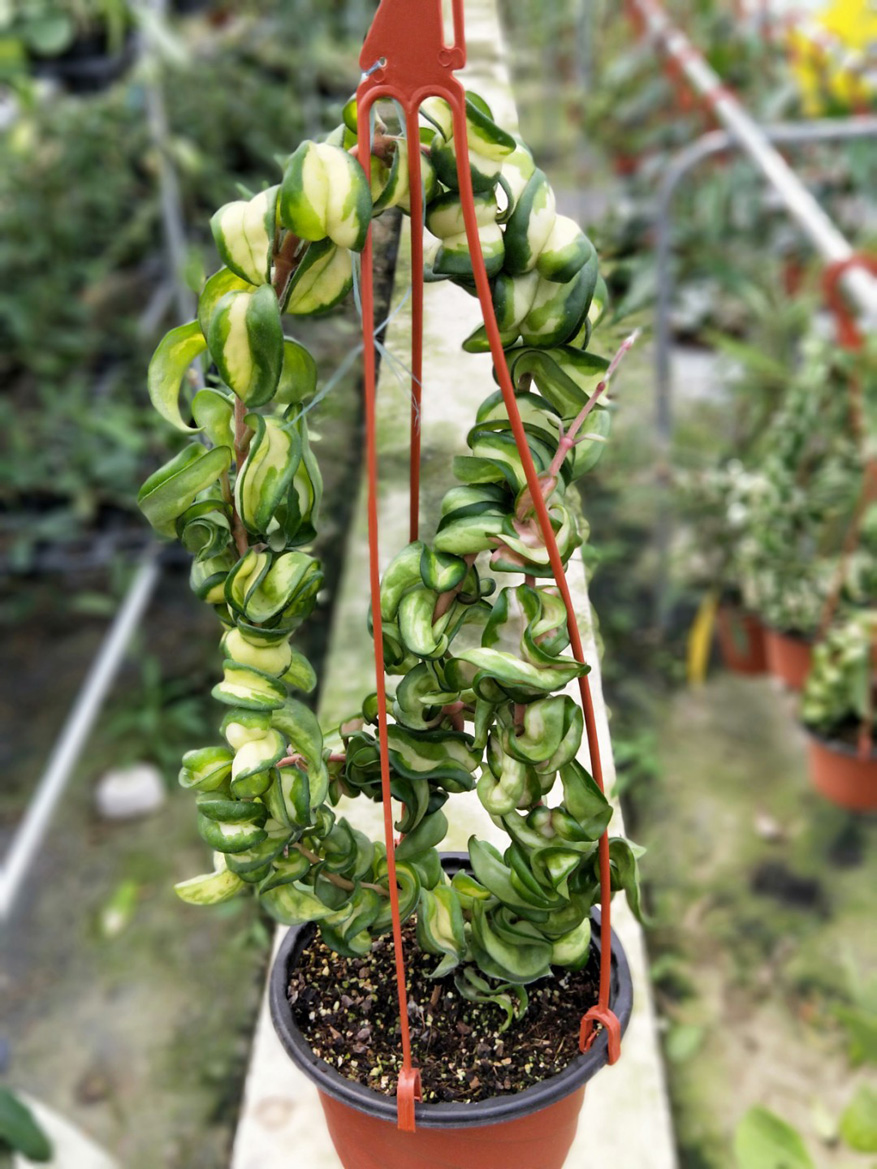 HOYA-COMPACTA-VARIEGATA-MAU.JPG