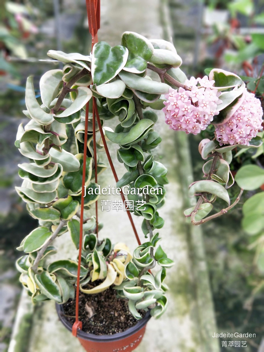 HOYA-COMPACTA-ALBOMARGINATA.JPG