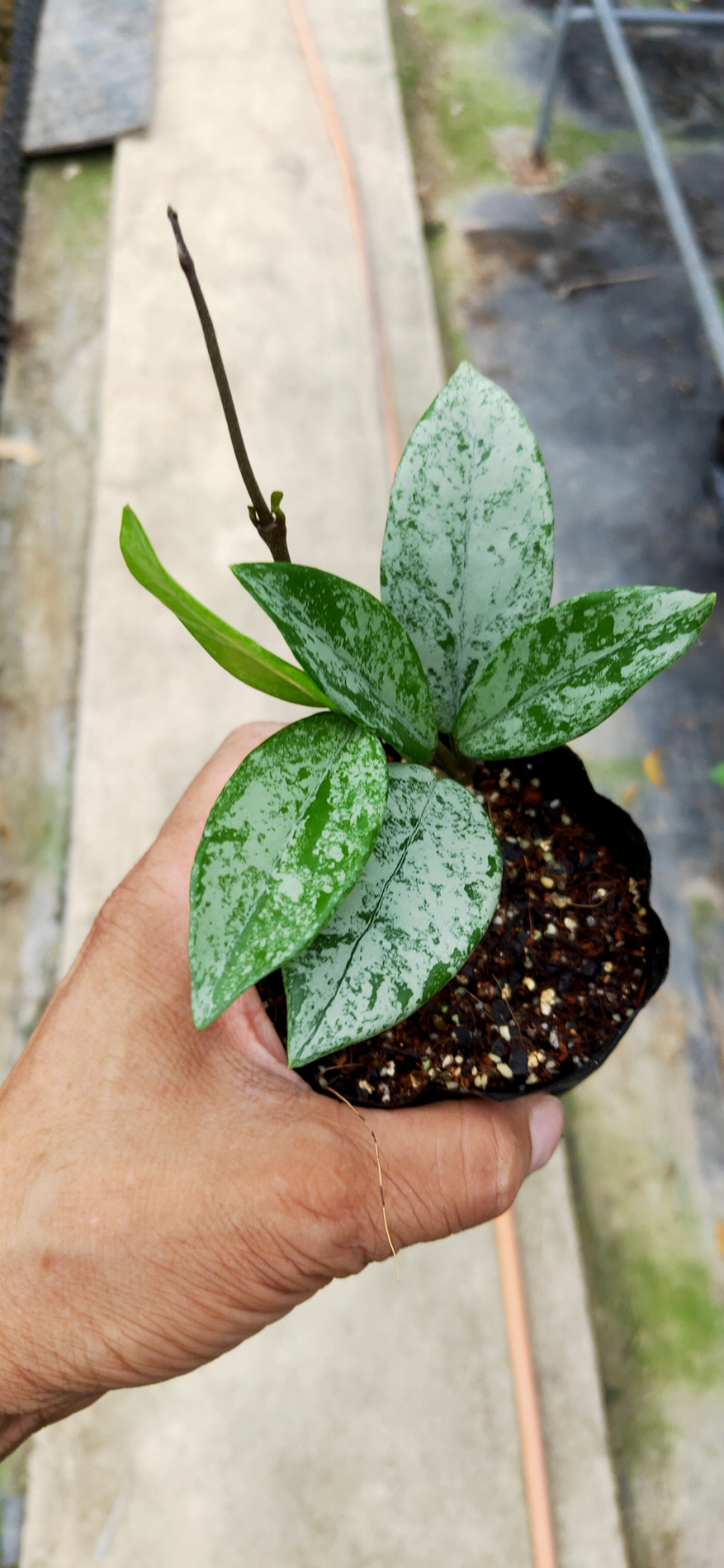 HOYA-CHINA-WILBUR.JPG