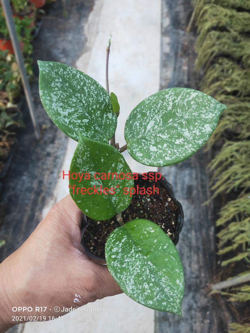 HOYA-CARNOSA-SSP.-FRECKLES-.JPG