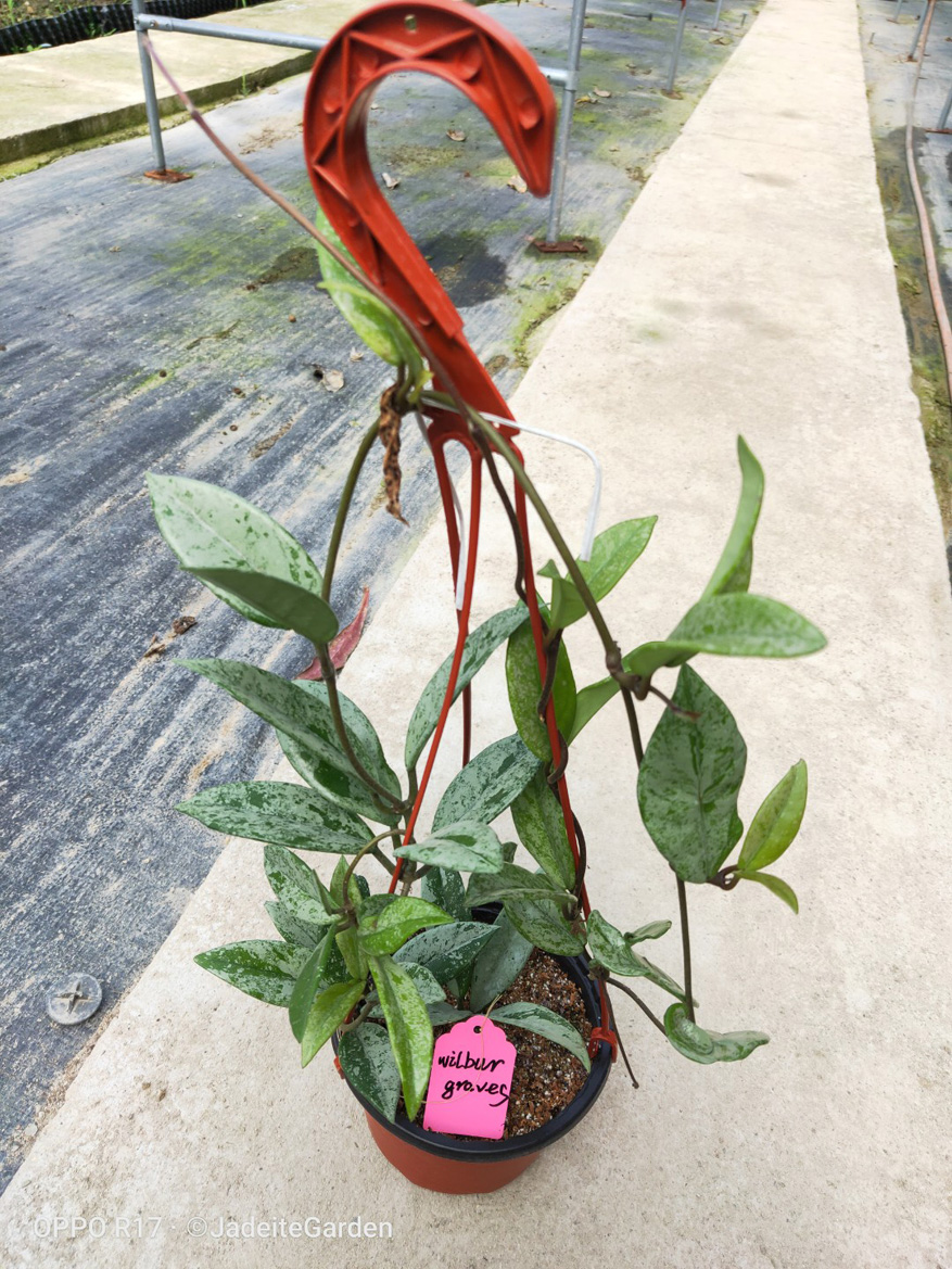 HOYA-CARNOSA-SSP.-073.JPG
