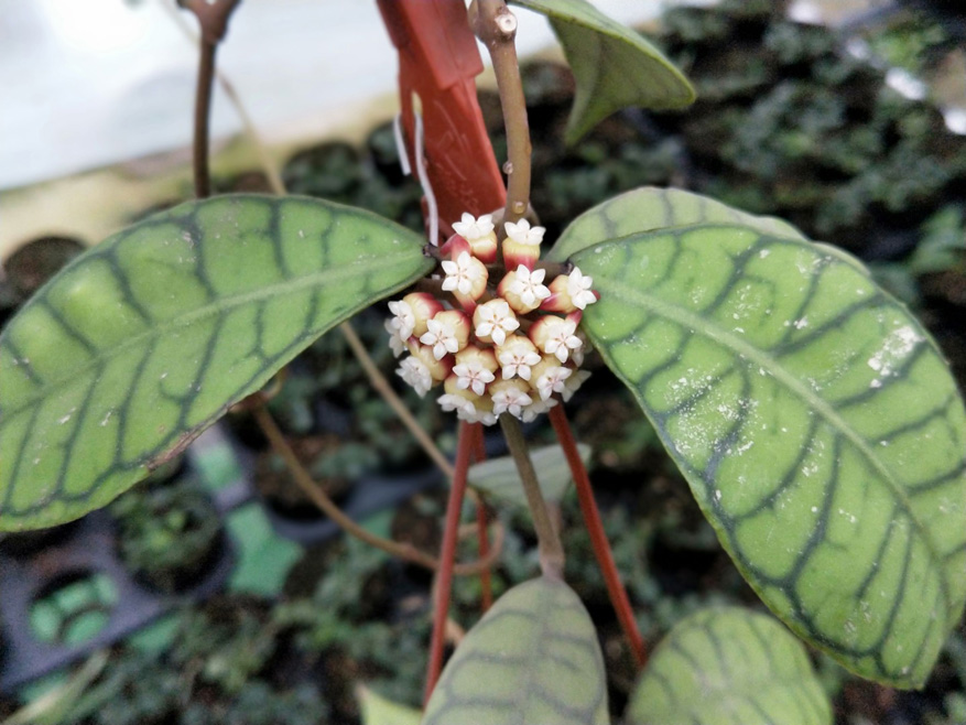 HOYA-CALLISTOPHYLLA.JPG