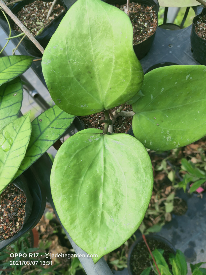 HOYA-BALAENSIS.JPG