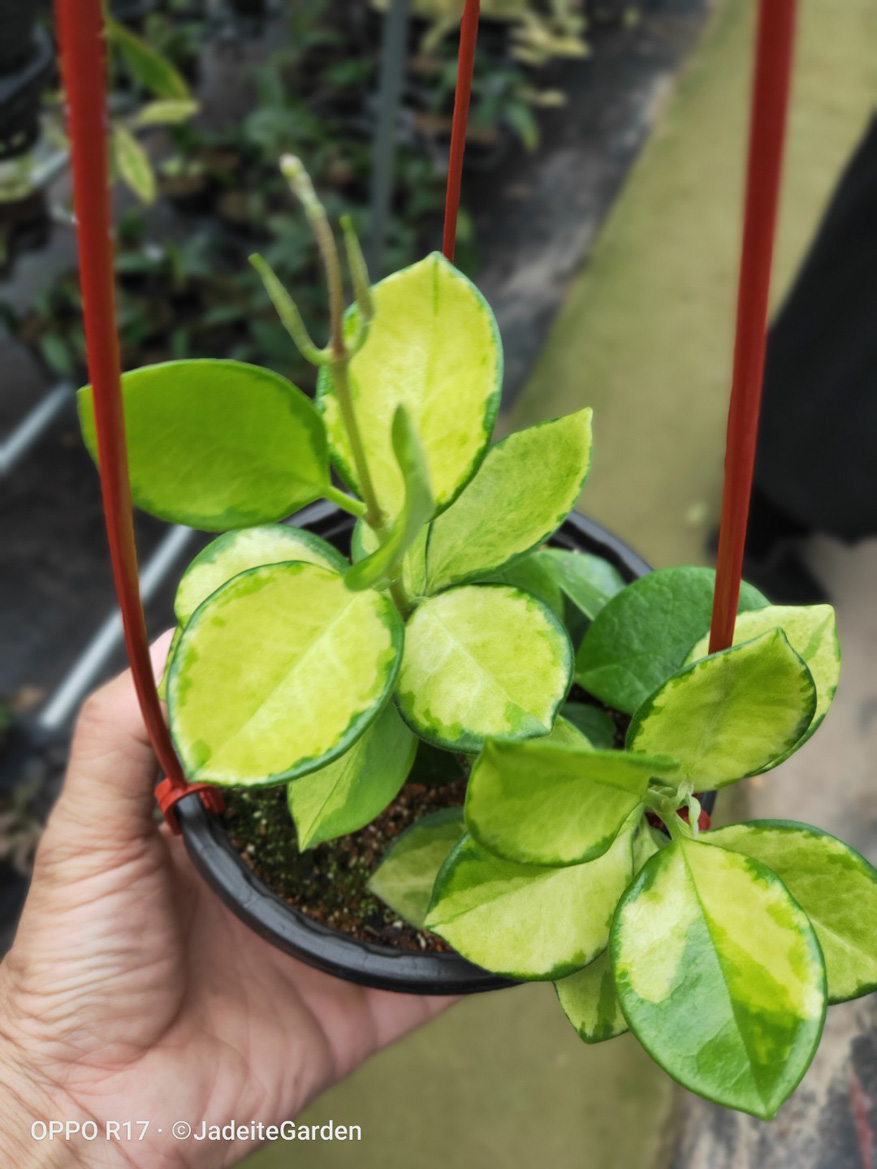 HOYA-AUSTRALIS-VARIEGATA.JPG