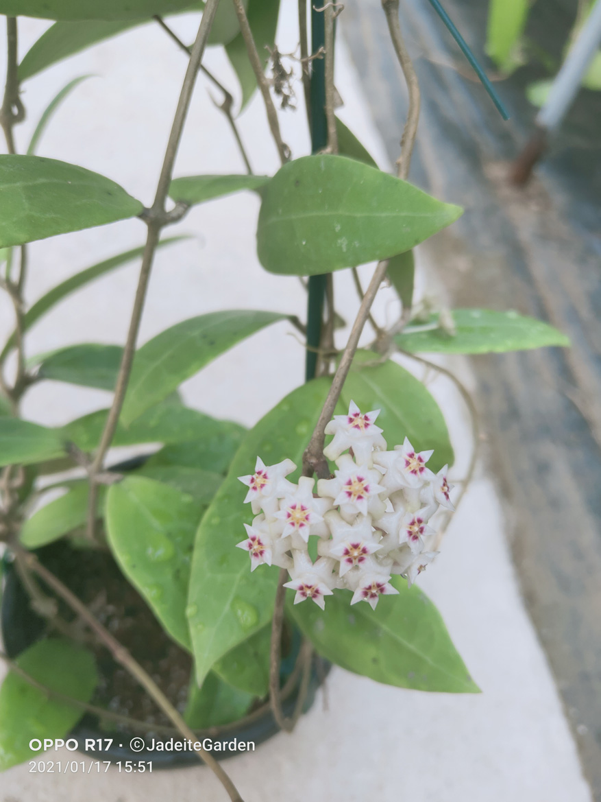 HOYA-AMOENA.JPG