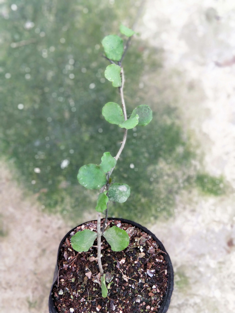 HOYA KANYAKUMARIANA.JPG
