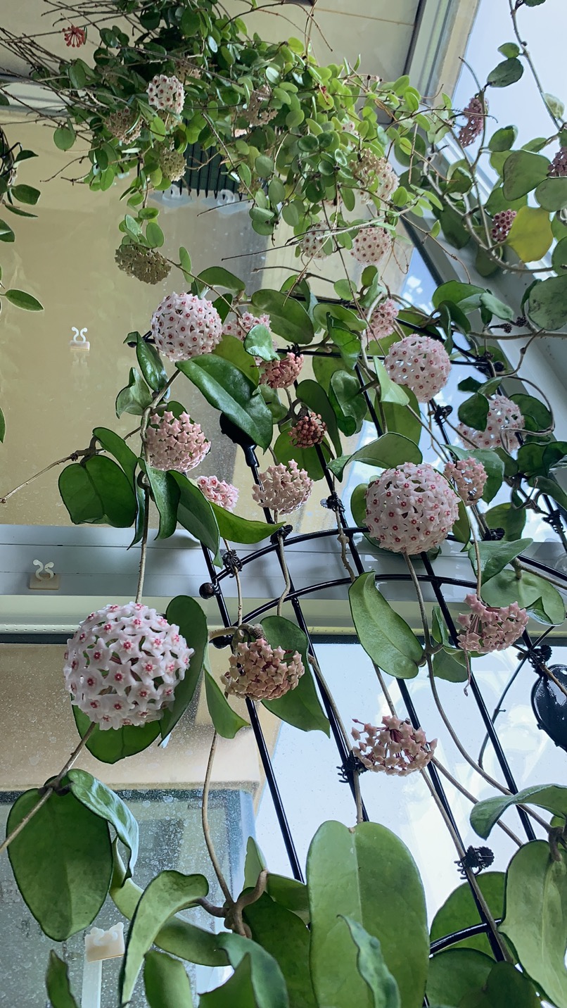 HOYA JAD001.JPG
