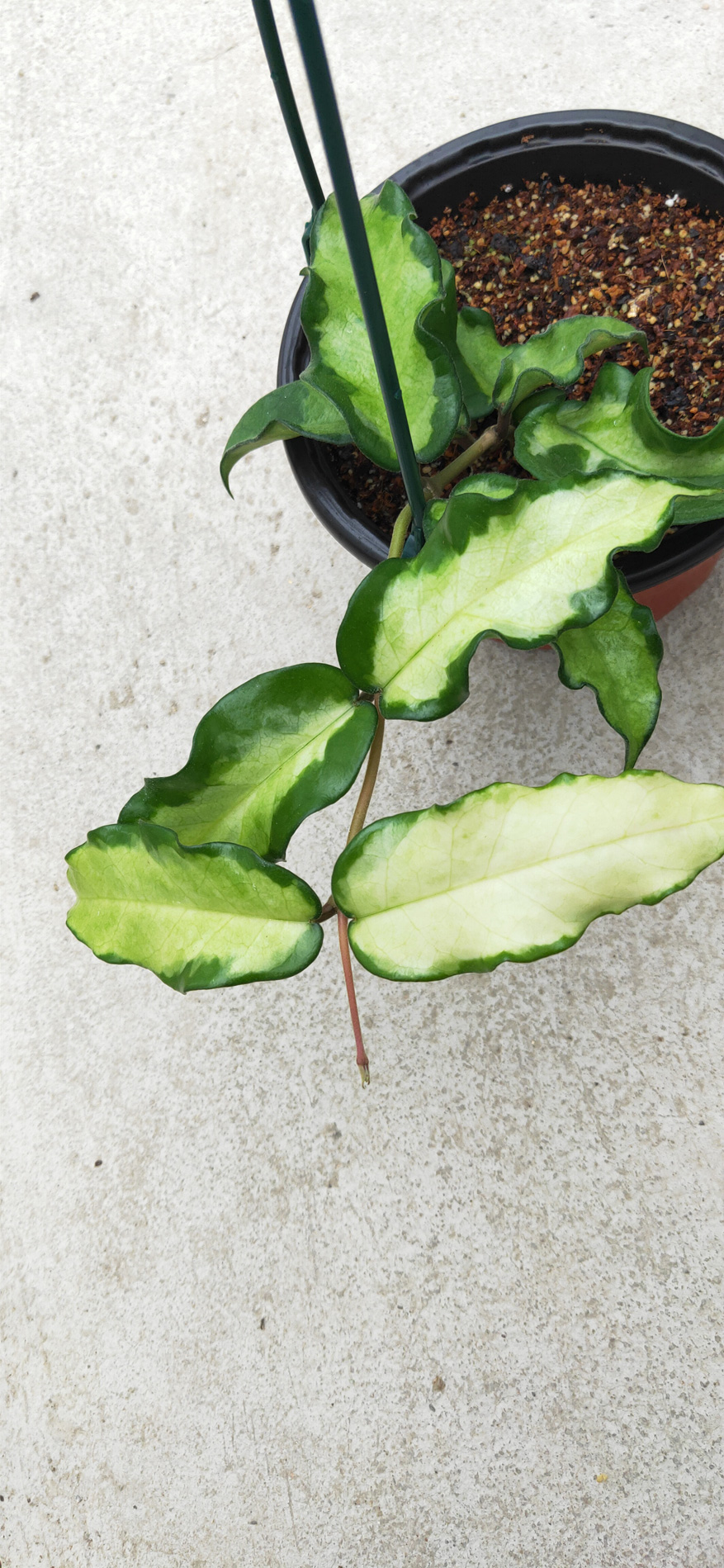 HOYA-JAD023.JPG