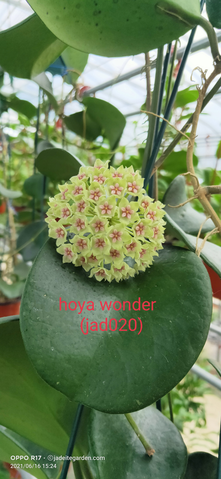 HOYA-JAD-020-2.JPG