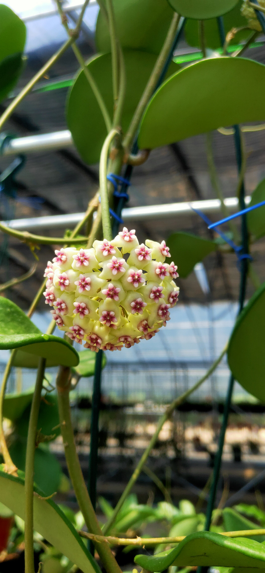 HOYA-JAD-020.JPG