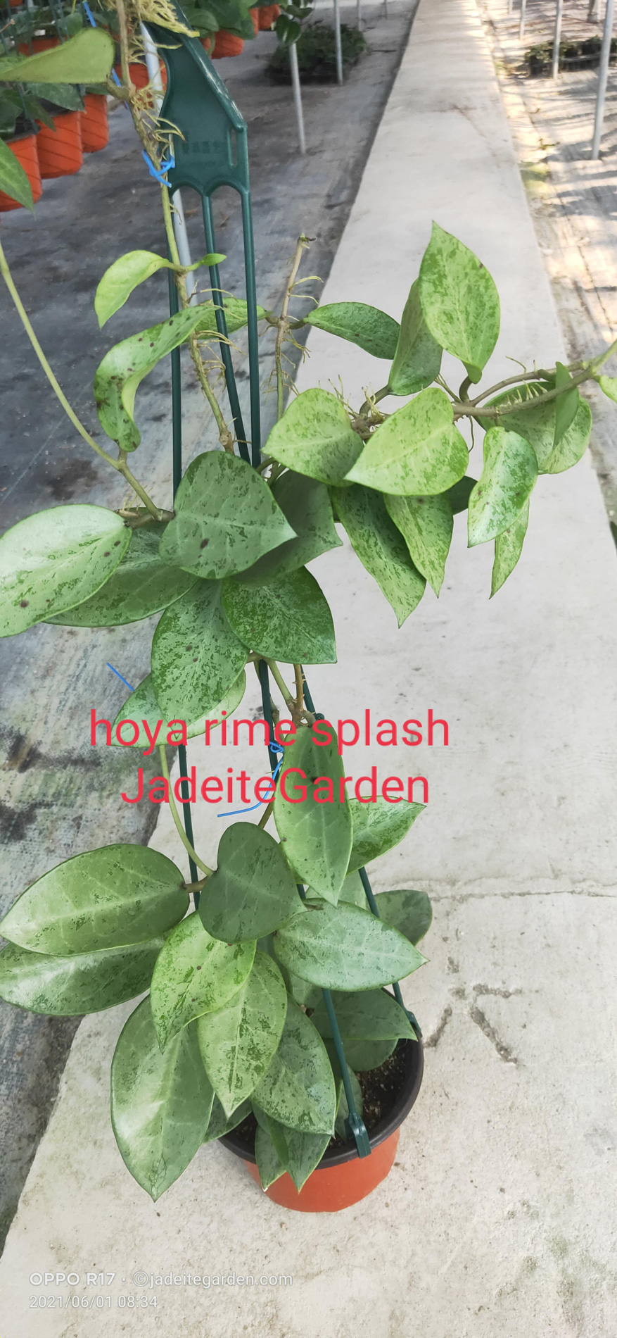 HOYA-JAD019.JPG