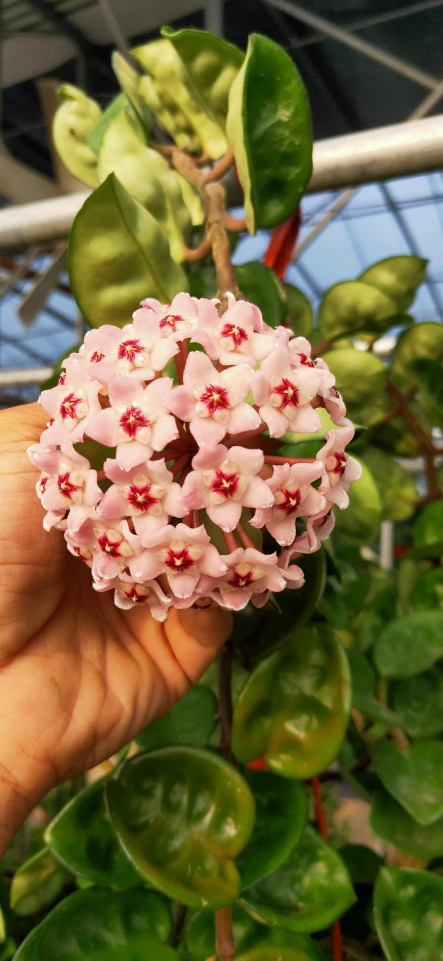 HOYA-JAD017.JPG
