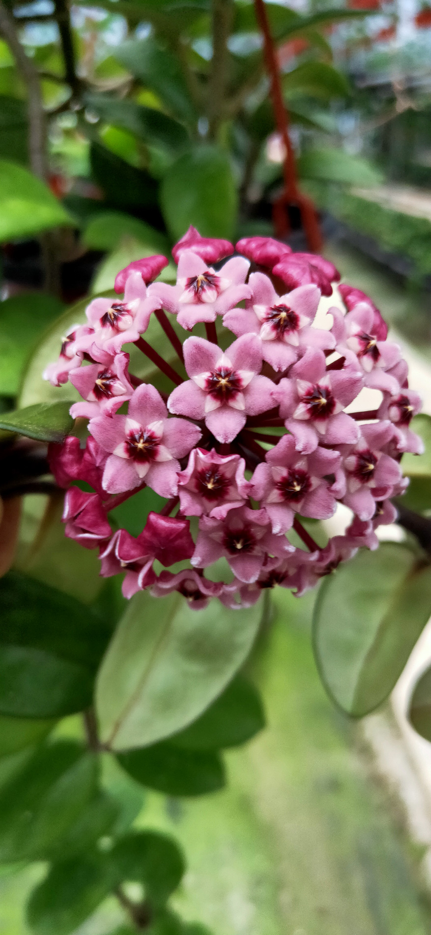 HOYA-JAD014-2.JPG