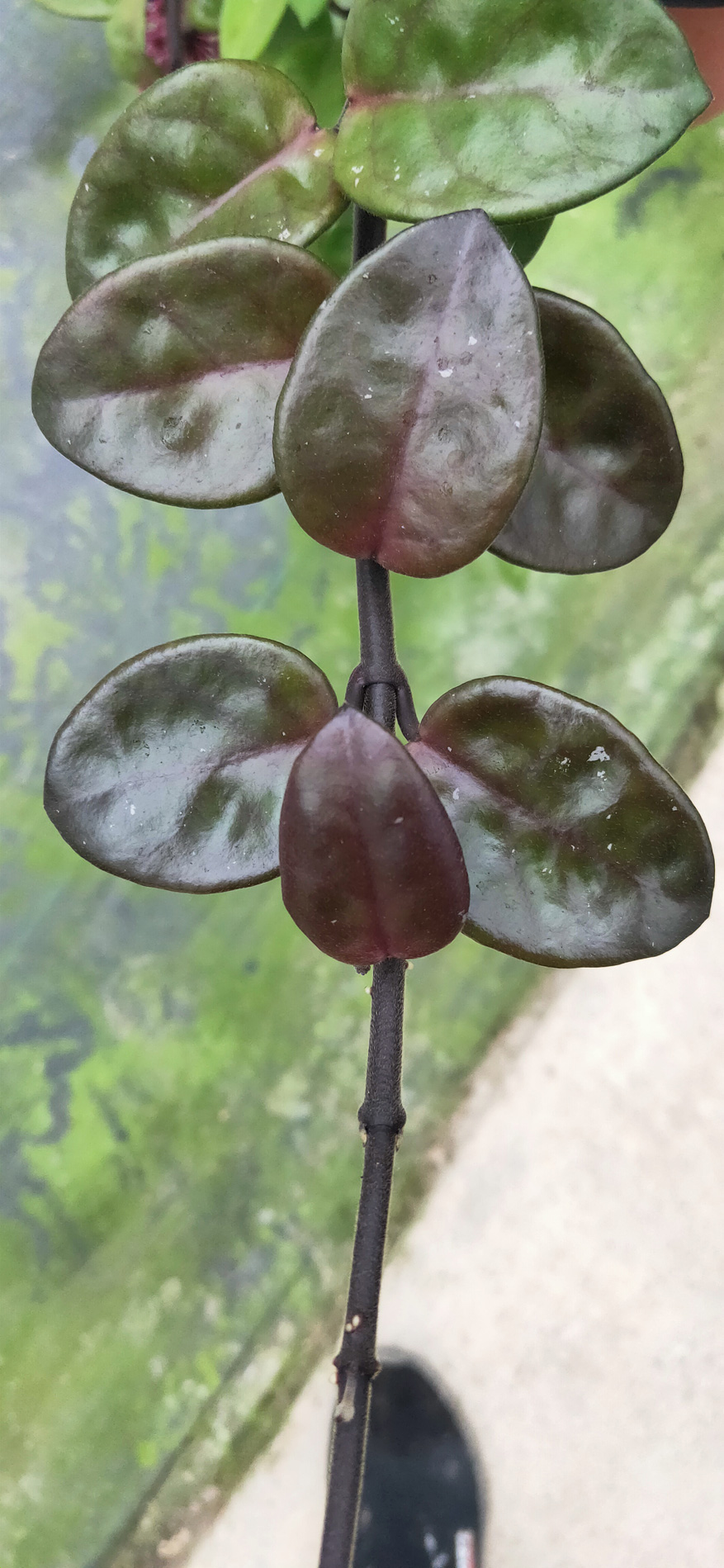 HOYA-JAD014.JPG