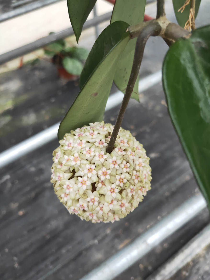 HOYA-JAD-002.JPG