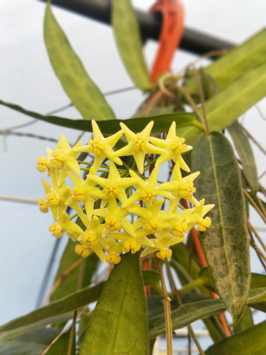 HOYA-HYPOLASIA.JPG