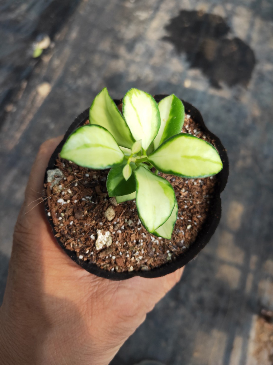 HOYA-HEUSCHKELIANA-VARIEGAT.JPG