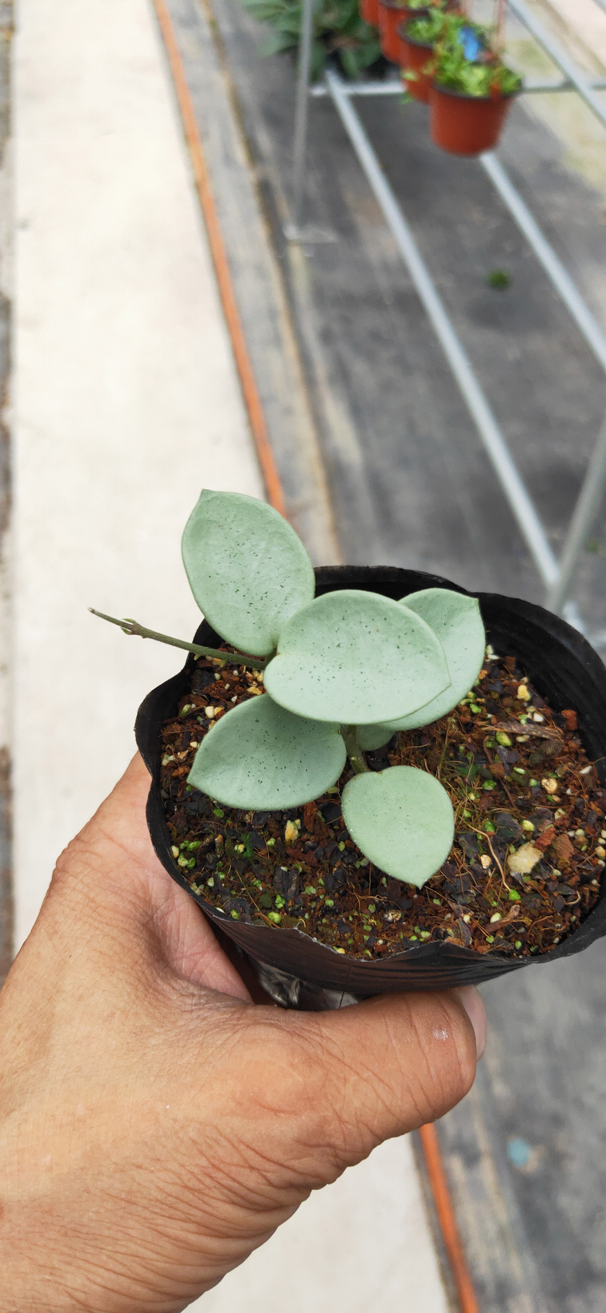 HOYA-GREY-FAIRY-JAD021.JPG