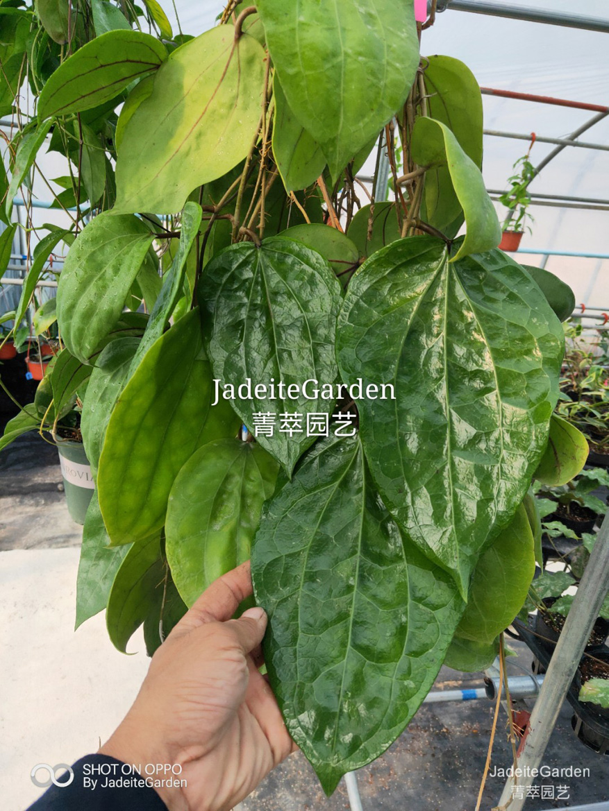 HOYA-GLABRA.JPG
