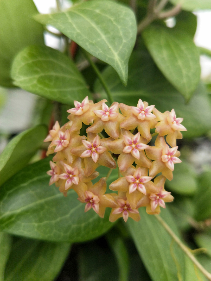 HOYA-FITCHII.JPG