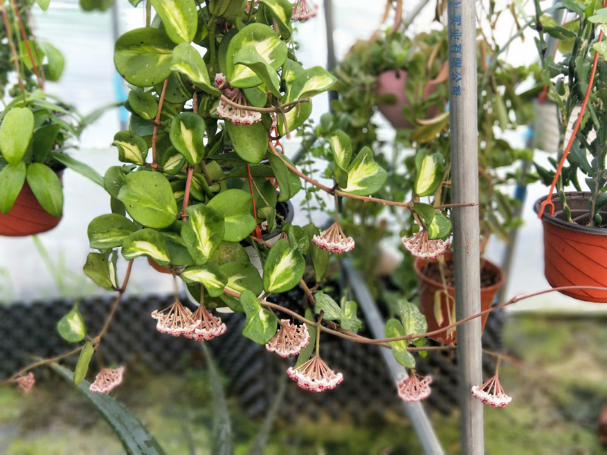 HOYA-OBOVATA-SPASH.JPG