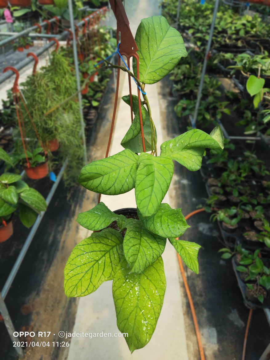 HOYA-MEREDITHII.JPG