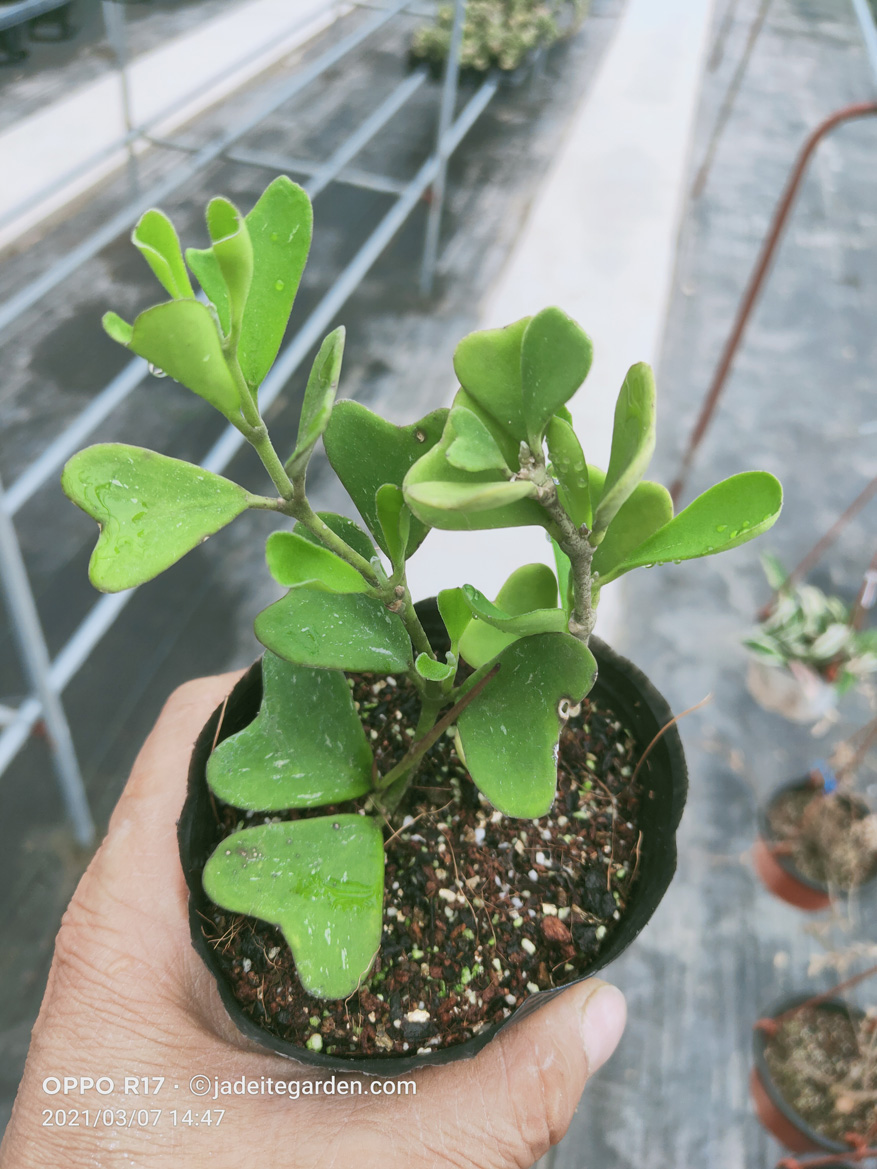 HOYA-MANIPURENSISHOYA-LANTS.JPG