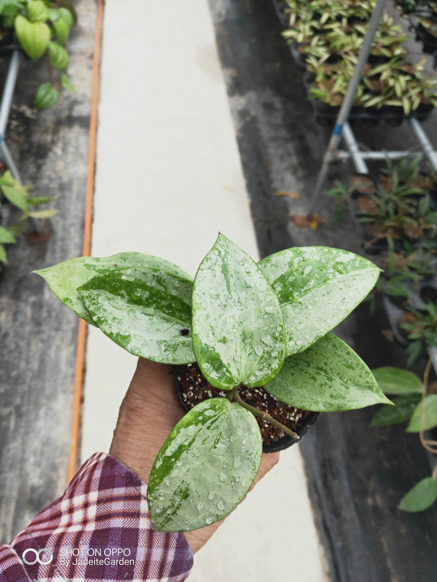 HOYA-MACROPHYLLA-SPALSH.JPG