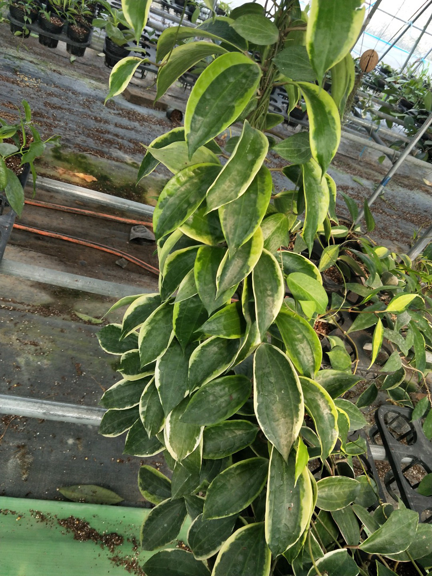 HOYA-MACROPHYLLA-ALBOMARGIN.JPG
