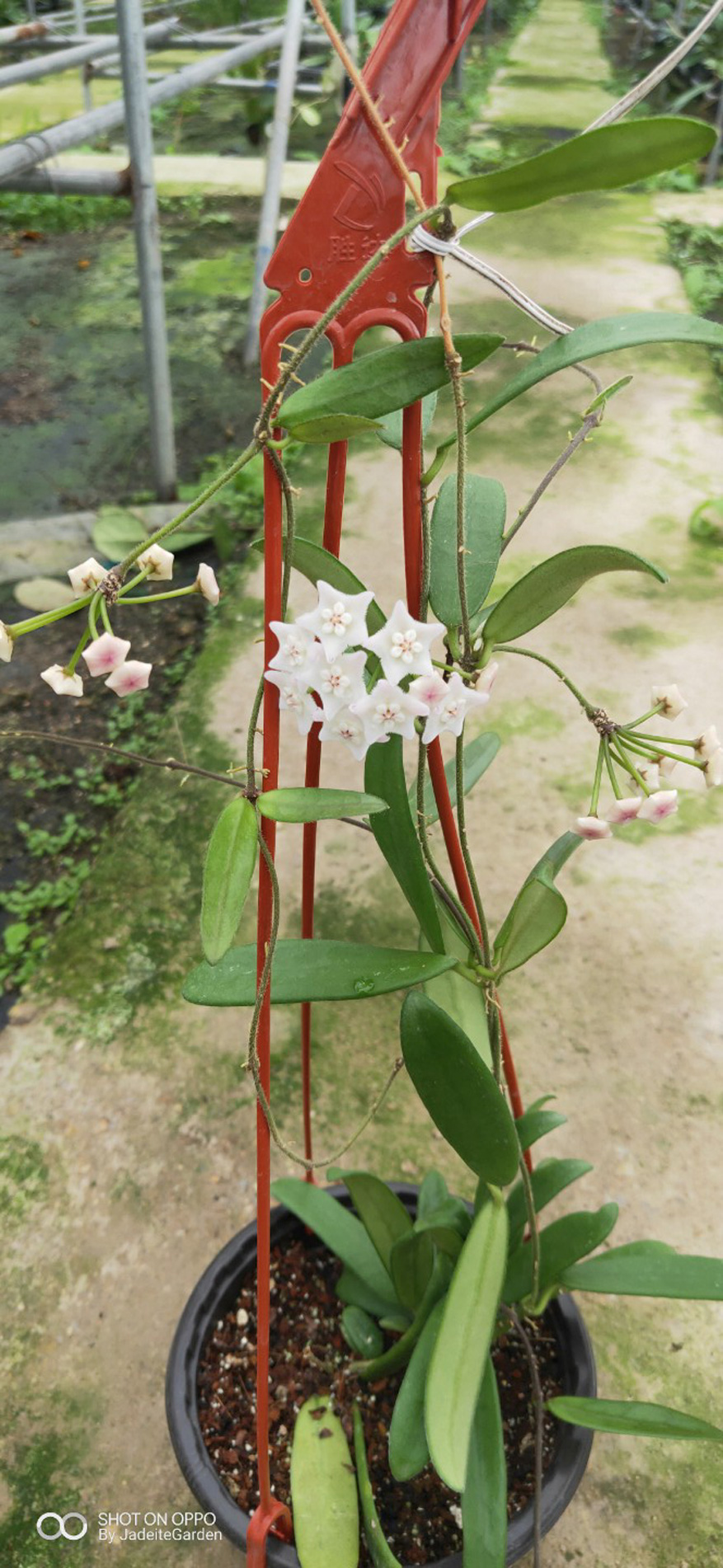 HOYA-LYI-NARROW-LEAF.JPG