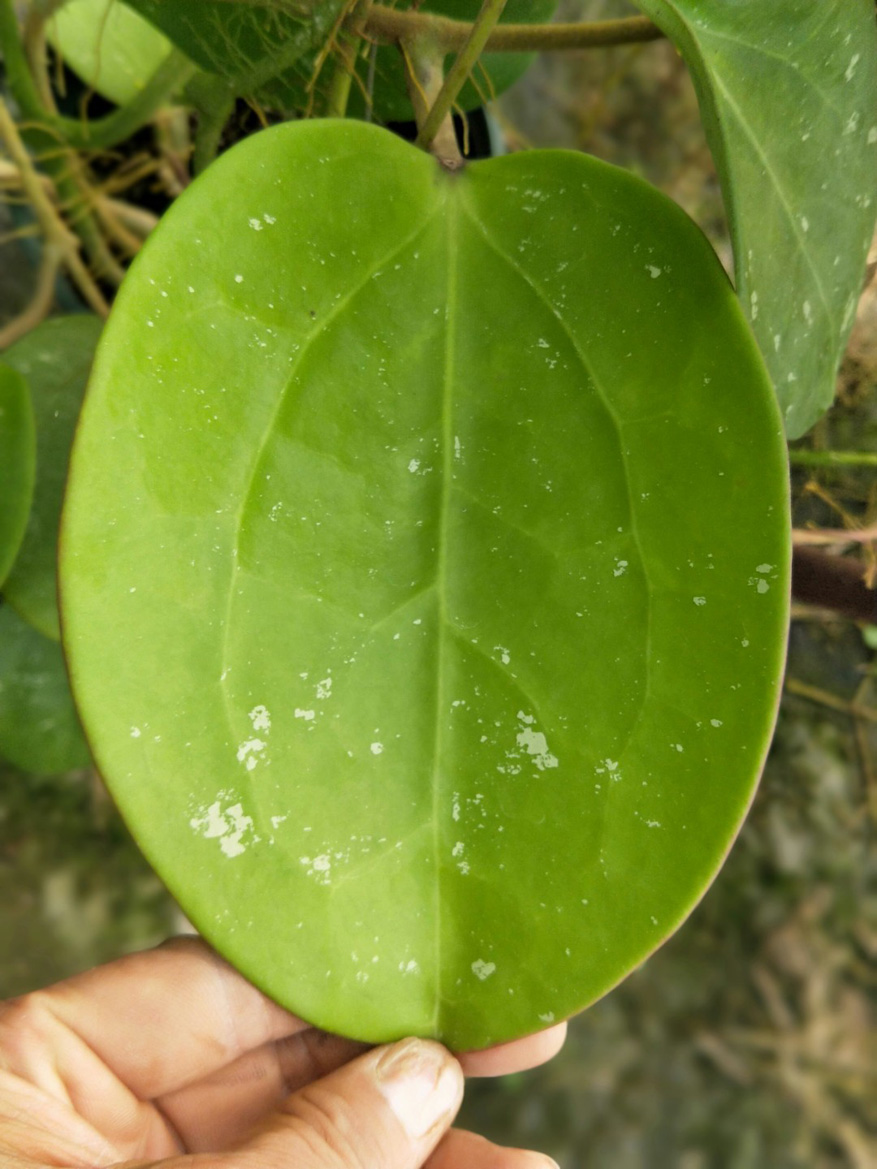 HOYA-LATIFOLIA.JPG