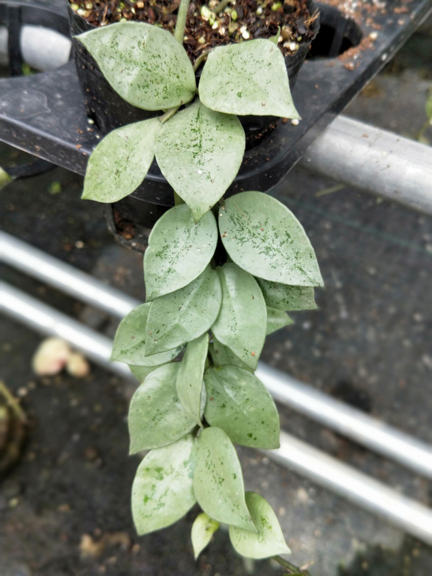 HOYA-KHONIANA-SUPER-ESKIMO.JPG