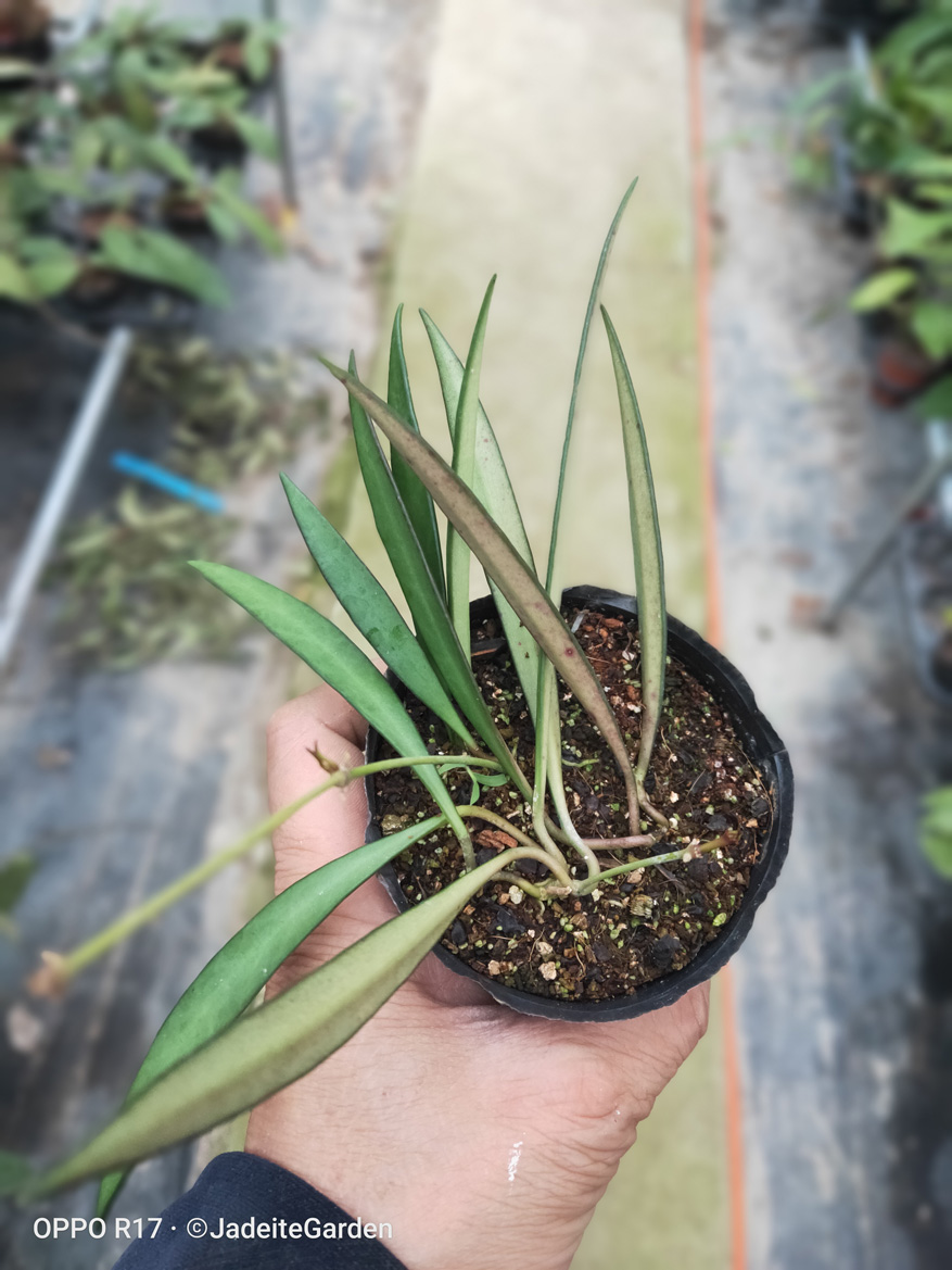 HOYA-KENTIANA.JPG
